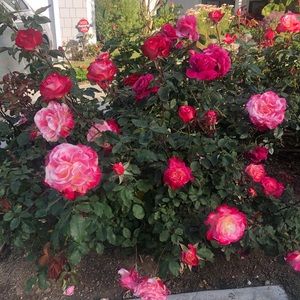 Meet your Posher, Lea